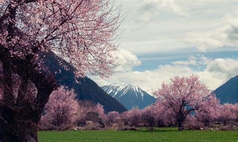 泛水桃花